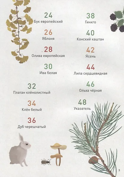 Мой лесной гербарий - фото 3