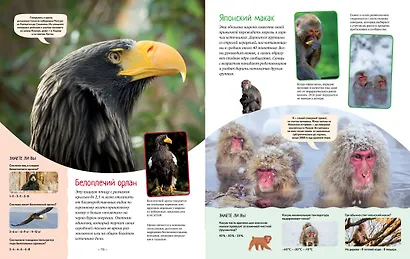 Яркий мир животных - фото 11