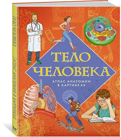 Тело человека. Атлас анатомии в картинках - фото 3