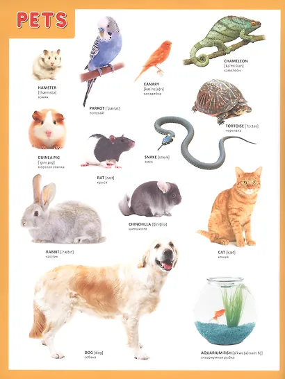 Мой первый английский словарик в картинках - фото 2