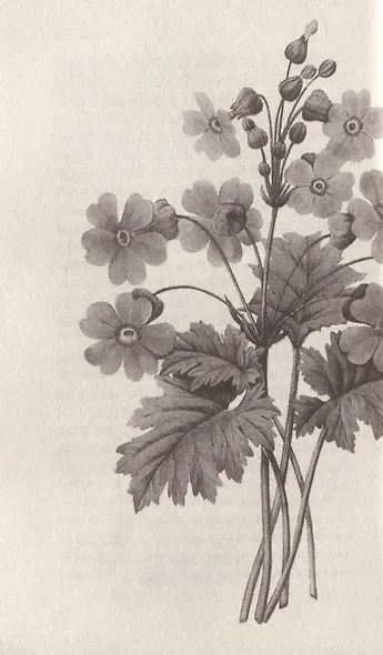 Элизабет и ее немецкий сад - фото 4