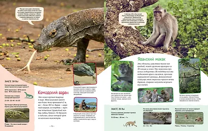 Яркий мир животных - фото 9