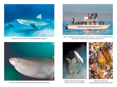 Императоры глубин. Акулы: Самые загадочные, недооцененные и незаменимые стражи океана - фото 4