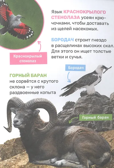 Животные - фото 5