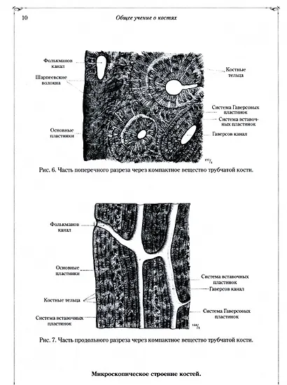 Анатомический атлас для студентов и врачей - фото 2