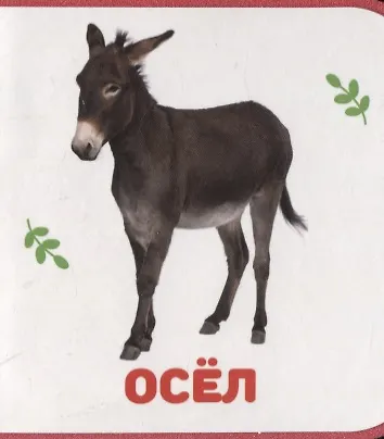 Домашние животные - фото 6