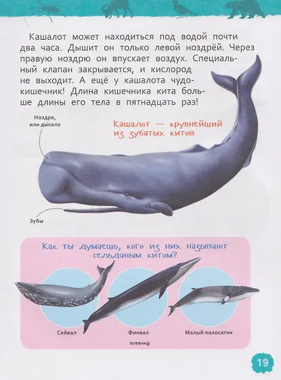 Красная книга мира. Энциклопедия для детского сада - фото 8