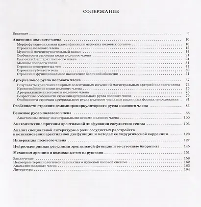 Половой член.Анатомия эректильной дисфункции - фото 2