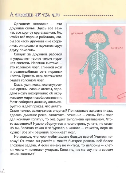 Тело человека - фото 4