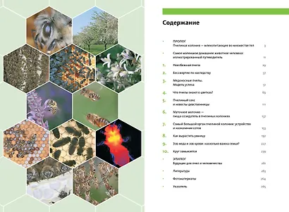 Феномен медоносной пчелы. Биология суперорганизма - фото 3