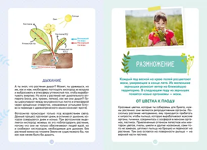 Растения вокруг нас - фото 7