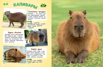 Обо всем на свете! Большая энциклопедия для маленьких - фото 8