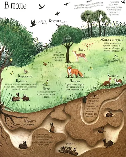 Встречи с дикой природой - фото 2