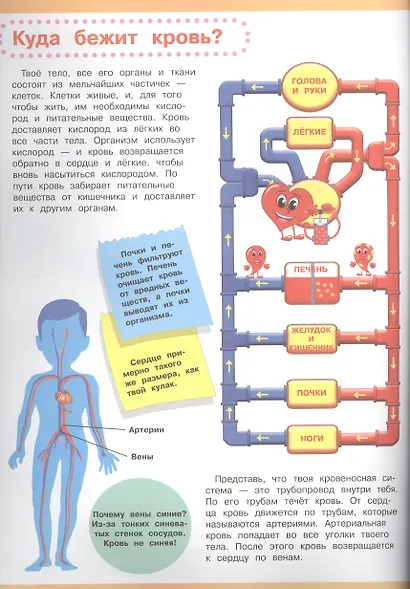 Мой первый атлас. Тело человека - фото 4