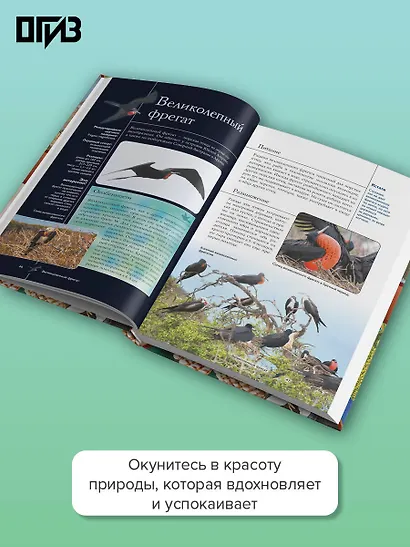 Птицы. Иллюстрированный гид - фото 5