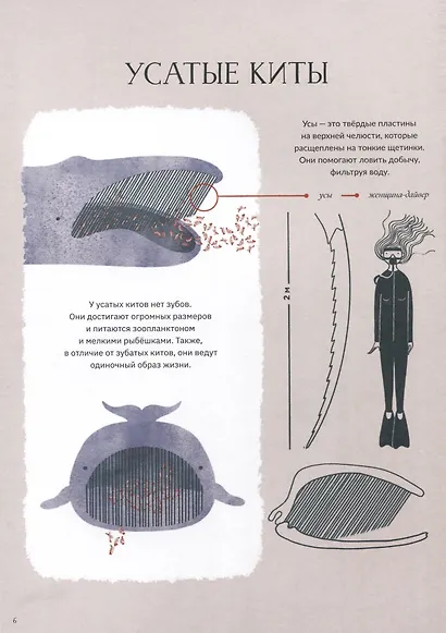 Киты и мы - фото 4