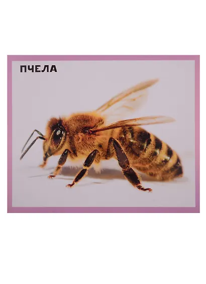 Домашние животные. 20 карточек - фото 3