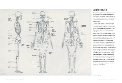 Основы анатомии человека. Наглядное руководство для художников - фото 5