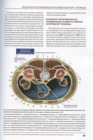 Сосудисто-нервные комплексы тела человека - фото 5