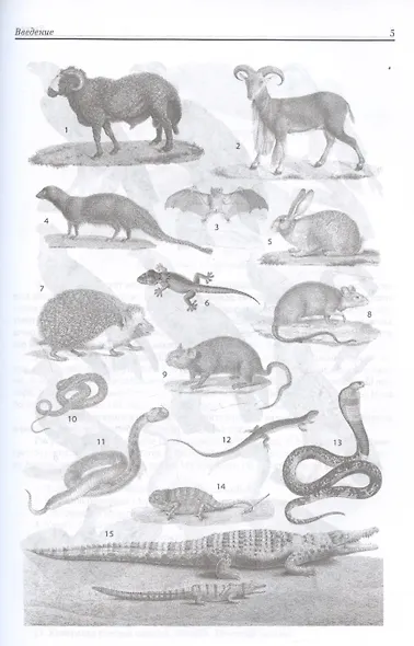 Египет. Культура, религия, архитектура Древнего Египта. Пятое издание, исправленное и дополненное - фото 9