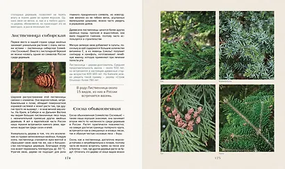 Тайная жизнь леса. Русская природа в фактах и зарисовках - фото 12