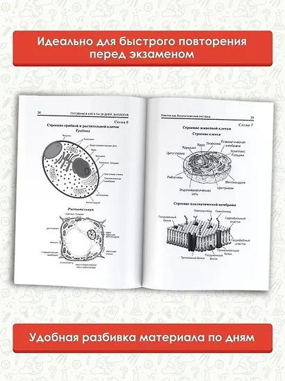Готовимся к ЕГЭ за 30 дней. Биология - фото 5