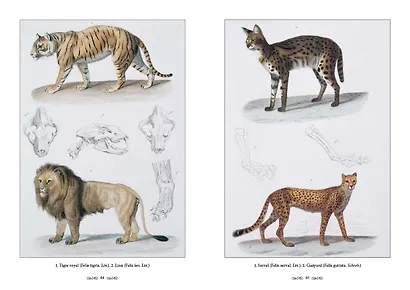 Царство животных. Позвоночные. Млекопитающие - фото 5