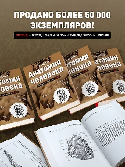 Анатомия человека: полный компактный атлас. 6-е издание - фото 5