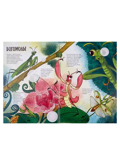 Атлас насекомых - фото 4