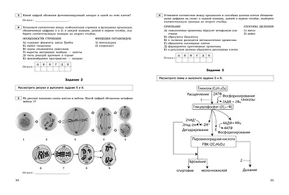 ЕГЭ-2024. Биология. Тематические тренировочные задания - фото 4