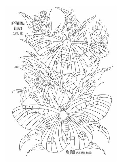 OUTLINES. Раскраска «Мир бабочек» - фото 4