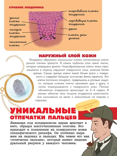 Тело человека - фото 12