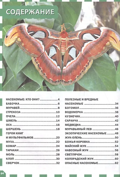 Насекомые - фото 2