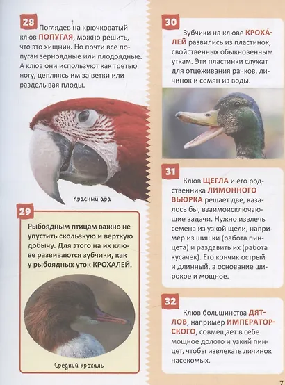 Птицы. Энциклопедия российского школьника - фото 3