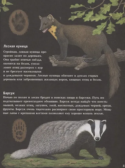 Ночные животные - фото 11