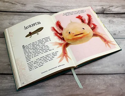 Удивительные животные. Энциклопедия - фото 12