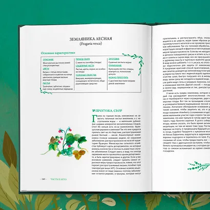 Гримуар травницы. Иллюстрированный справочник по сбору, заготовкам и полезным свойствам дикорастущих растений - фото 11