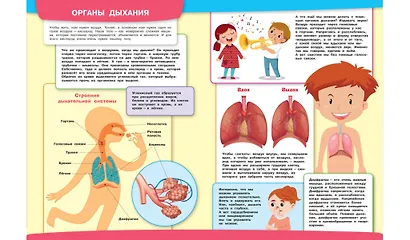 Тело человека. Моя первая энциклопедия с наклейками - фото 4