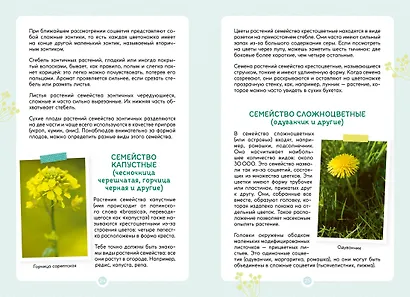 Растения вокруг нас - фото 10