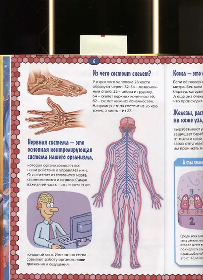 Тело человека. Детская энциклопедия в картинках. - фото 5