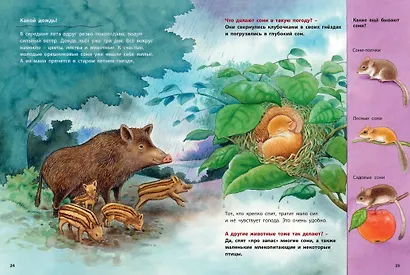 Кто такая орешниковая соня? Познавательные истории - фото 5