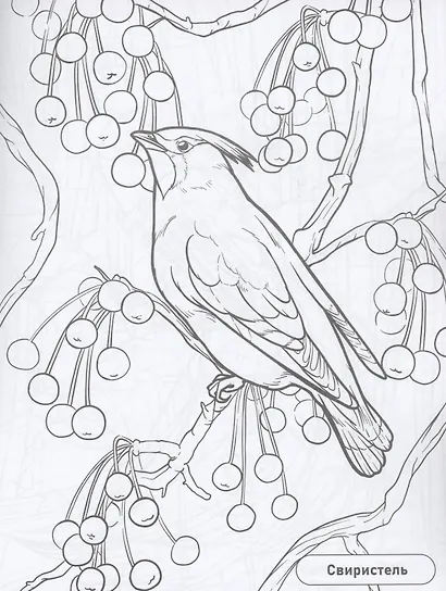 Птицы - фото 4