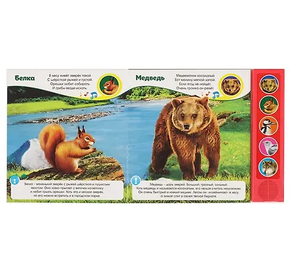 Звуки леса - фото 2