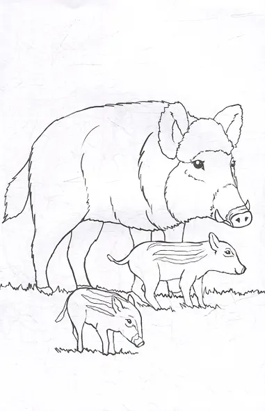 Раскраска. Дикие животные - фото 2