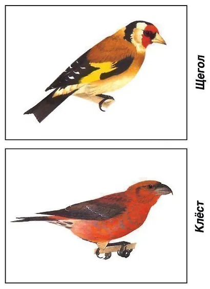 Птицы, обитающие на территории нашей страны. Демонстрационный материал для занятий в группах детских садов и индивидуально - фото 2