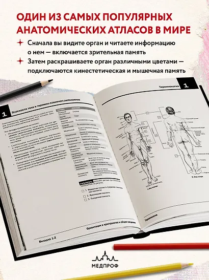 Анатомия Неттера: атлас-раскраска - фото 5