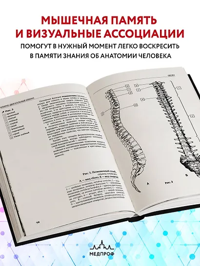 Анатомия человека: компактный атлас-раскраска - фото 6