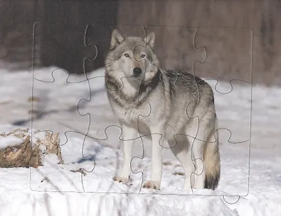 Дикие животные. Энциклопедия с пазлами - фото 2