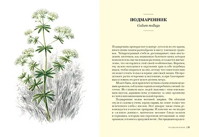 Травы: Природный источник жизненной силы - фото 7