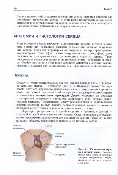Патофизиология сердечно-сосудистой системы - фото 2